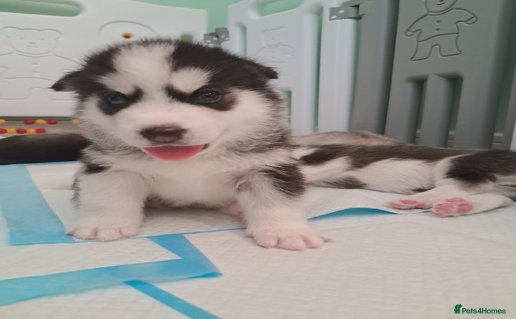 Siberian Husky dogs - Advert 2