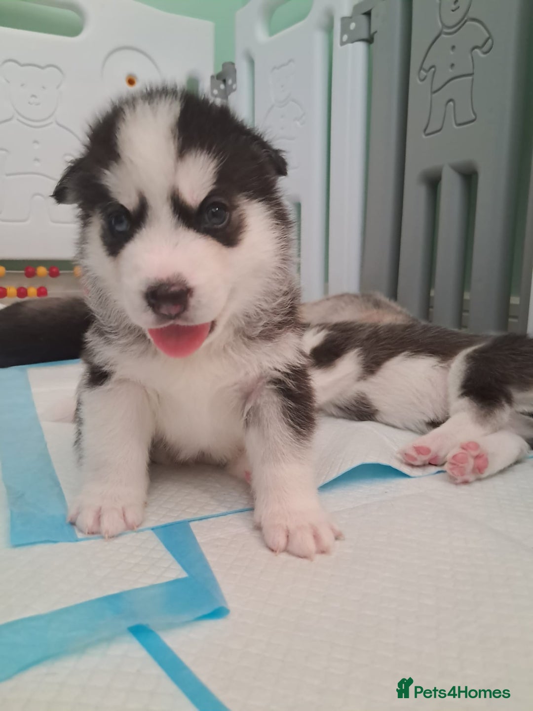 Adult Second Generation Pomsky White Siberian Husky Puppies For