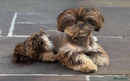 Shih Tzu dogs for stud: BAILEY. Choc dobie carries blue  - Image 4