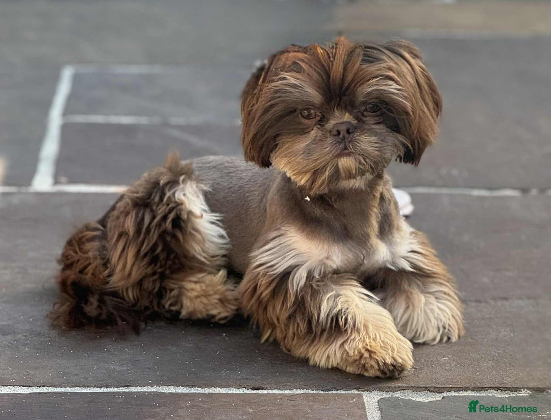 Shih Tzu dogs for stud: BAILEY. Choc dobie carries blue  - Image 4