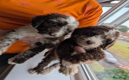Cockapoo dogs for sale: F1 Toy Cockapoos - Image 20