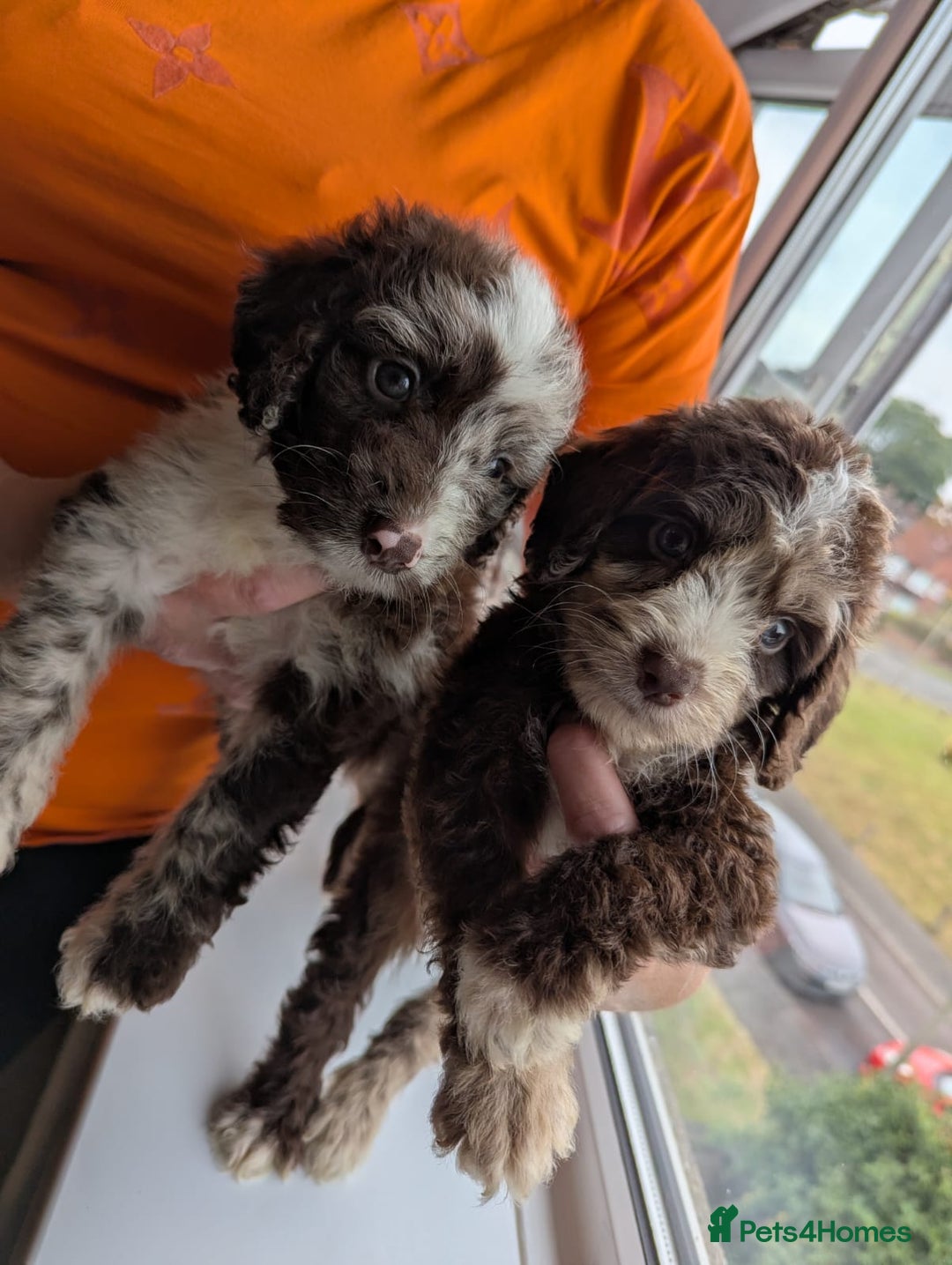 Cockapoo dogs for sale: F1 Toy Cockapoos - Image 20