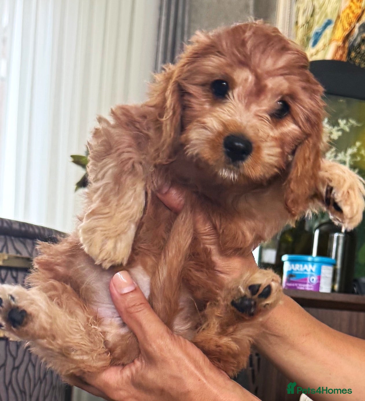 Toy Poodle dogs Toilet trained Toy poodle cross F1Cavapoo puppies - Advert 2