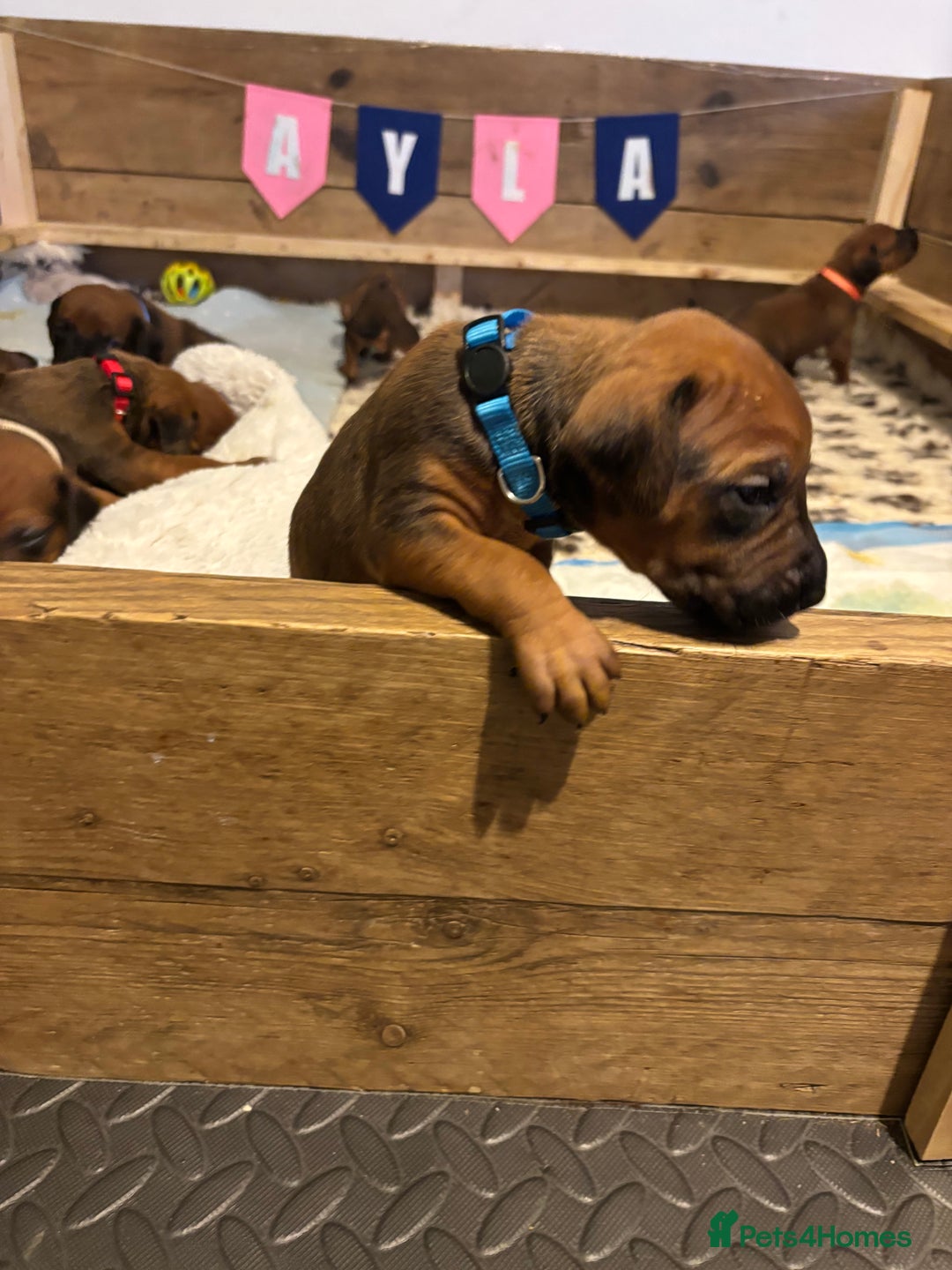 Rhodesian Ridgeback dogs for sale: Nyasharose ridgebacks  - Advert 19
