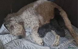 Bedlington Terrier dogs for sale: Bedlington terriers for sale  - Image 1