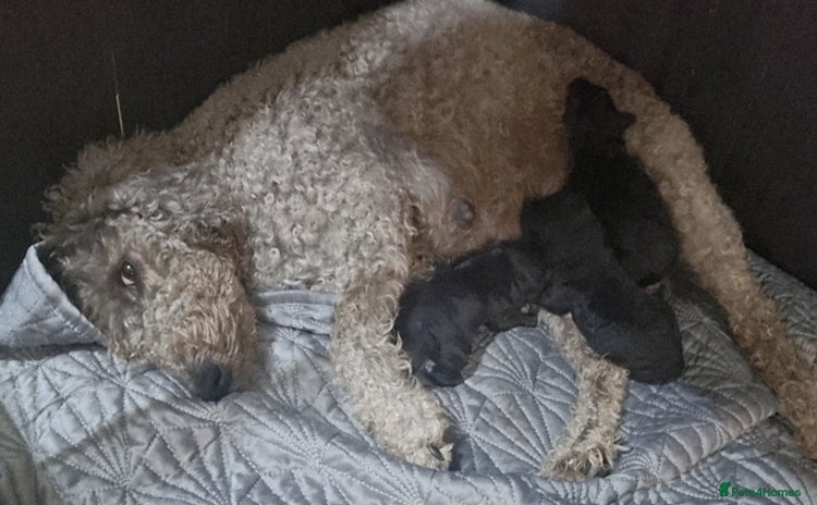 Bedlington Terrier dogs - Advert 2