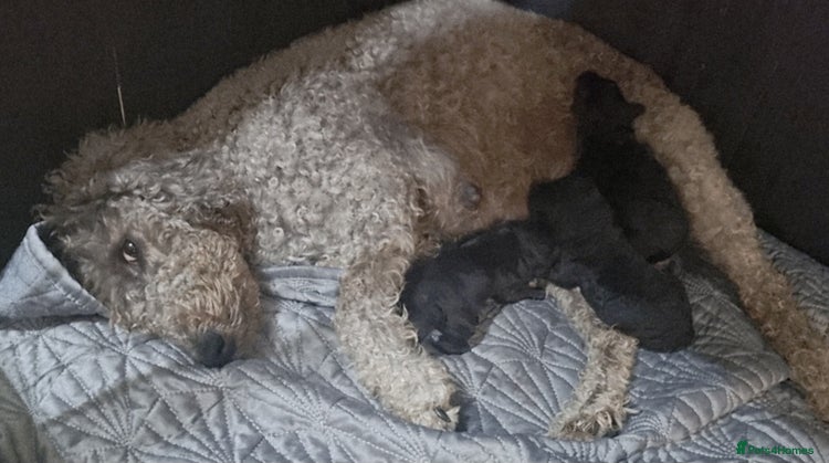 Bedlington Terrier dogs - Advert 12