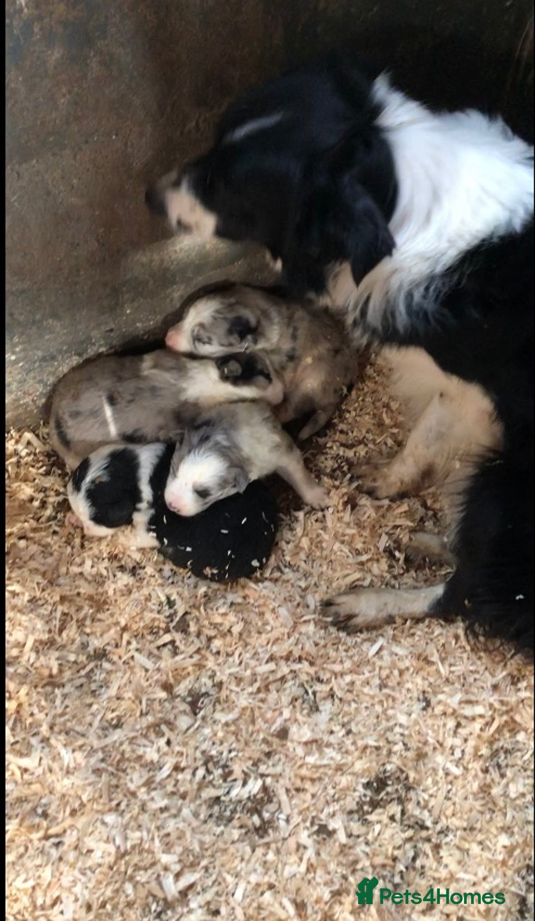 Border Collie dogs for sale: Border Collie (Long haired Blue merle) - Advert 9