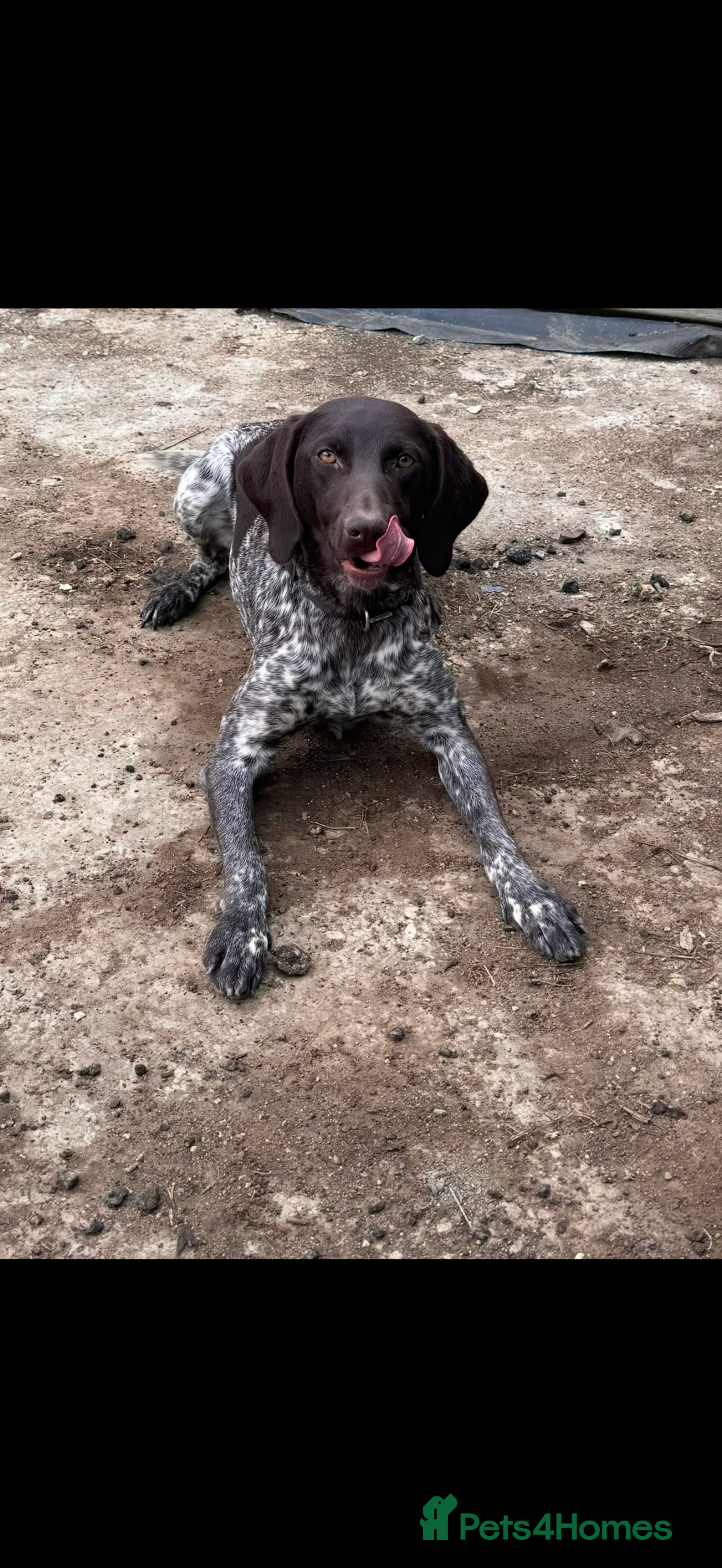 German Shorthaired Pointer dogs for sale: The perfect family dog!  - Advert 3
