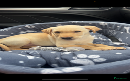 Labrador Retriever dogs for sale: BOY Labrador  in Coatbridge - Image 3