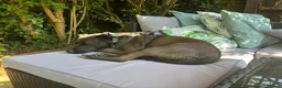 Mixed Breed dogs for adoption: Sweet Jodie Looking for LOVE  - Advert 9