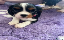 Cavalier King Charles Spaniel dogs for sale: Health Tested CKCS puppies  - Advert 2