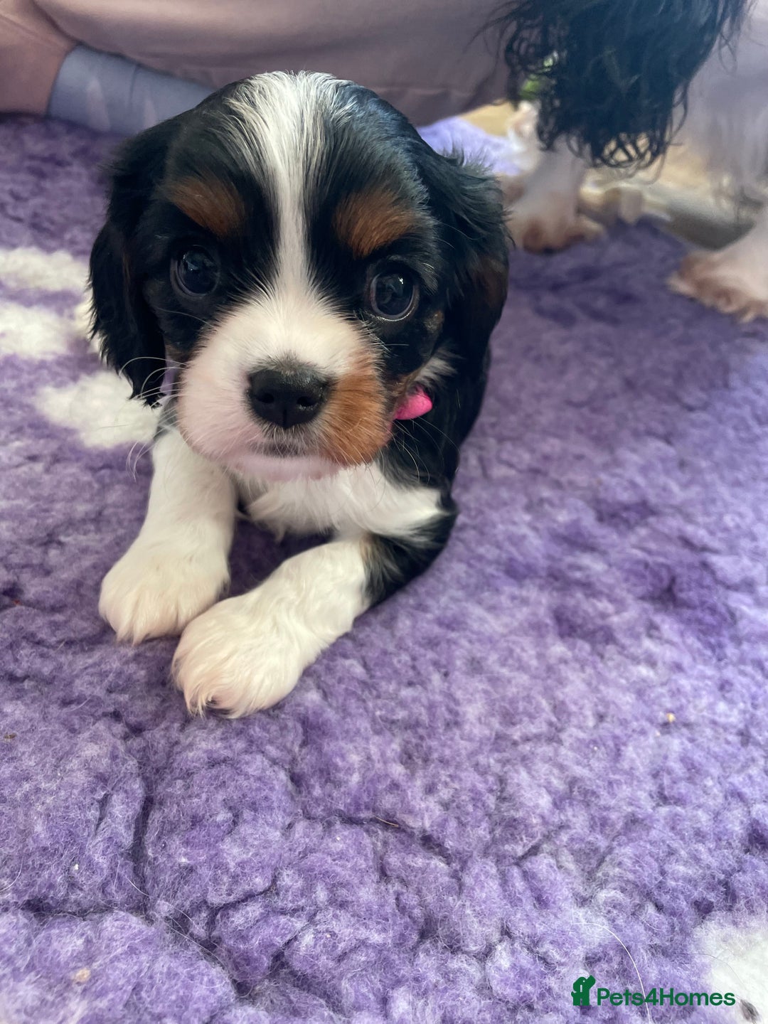 Cavalier King Charles Spaniel dogs for sale: Health Tested CKCS puppies  - Advert 2