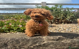Toy Poodle dogs for stud: Toy Poodle - Red - KC Reg  - FOR STUD - Image 1