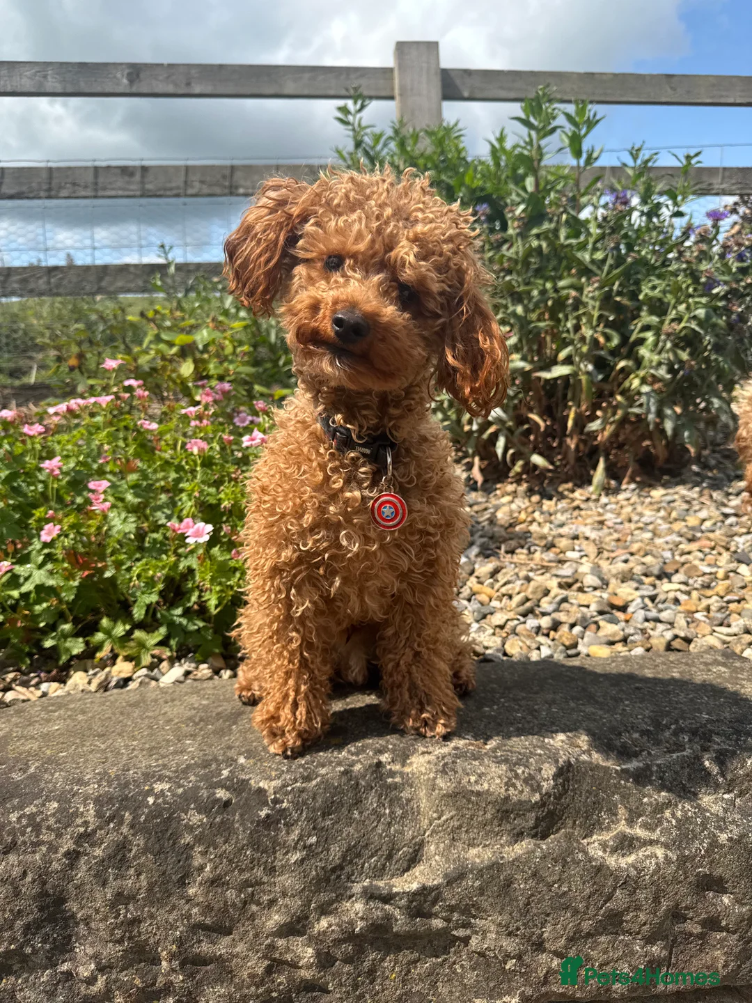 Toy Poodle dogs for stud: Toy Poodle - Red - KC Reg  - FOR STUD - Advert 1