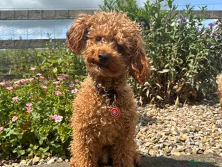 Toy Poodle dogs Toy Poodle - Red - KC Reg - FOR STUD - Advert 2