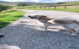 Golden Retriever dogs for sale: Handsome 10 month old Golden Retriever. in Slough - Image 12