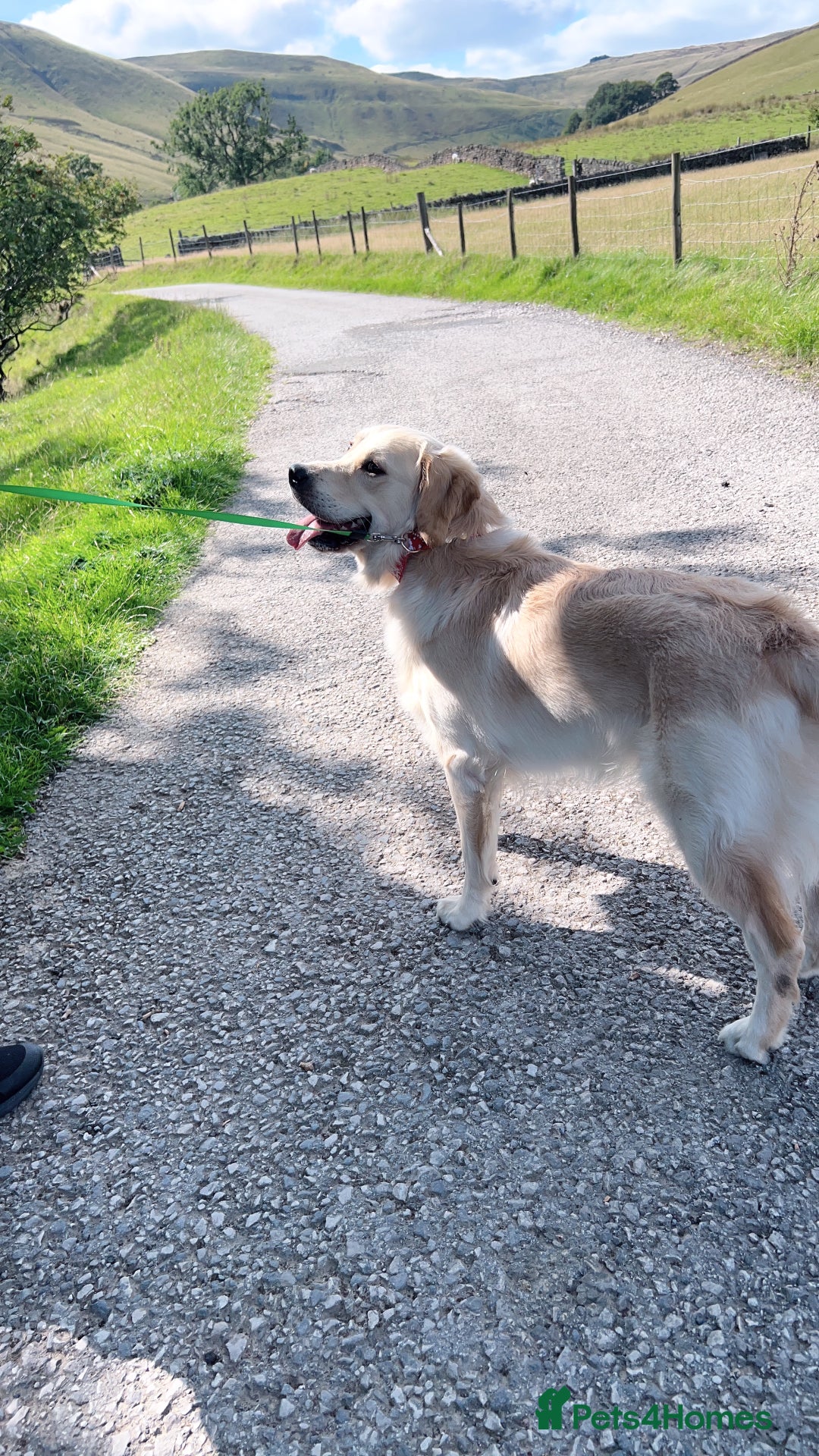 Golden Retriever dogs for sale: Handsome 10 month old Golden Retriever. in Slough - Image 12