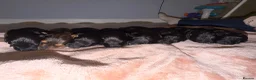 Bordoodle dogs for sale: Mini borderdoodles  in Accrington - Advert 8