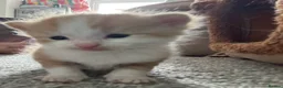 Mixed Breed cats for sale: Kittens - Advert 14