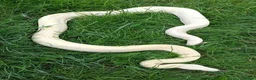 Boa Snake reptiles for sale: Albino Motley Het anery type 1 Female  - Advert 3
