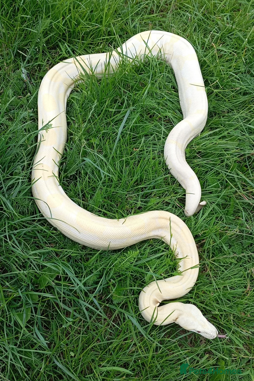 Boa Snake reptiles for sale: Albino Motley Het anery type 1 Female  - Advert 3