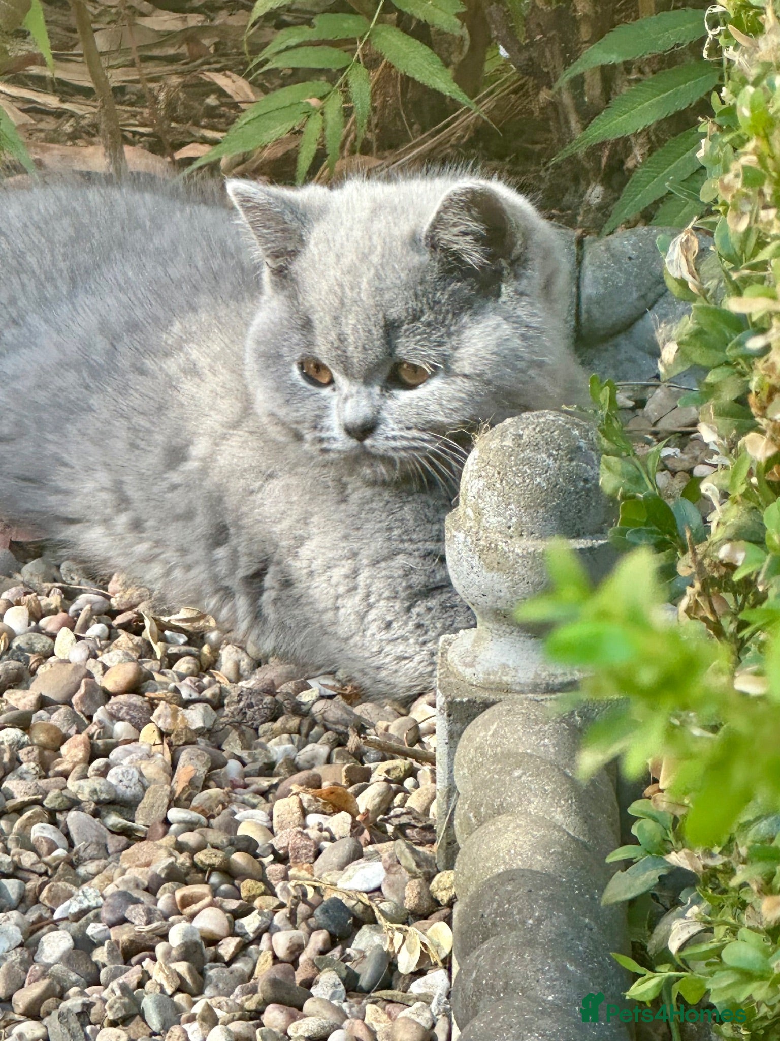 British Shorthair cats 5 Stunning BSH Blue and Lilac Kittens - Advert 1