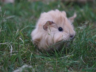 Guinea Pig rodents in Salisbury - Advert 14