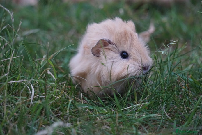 Guinea Pig rodents in Salisbury - Advert 12