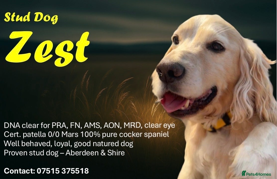Cocker Spaniel dogs Zest available at stud - Advert 3