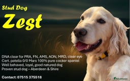 Cocker Spaniel dogs for stud: Zest available at stud - Image 1