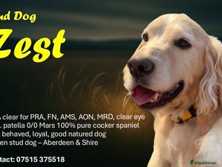 Cocker Spaniel dogs - Advert 6