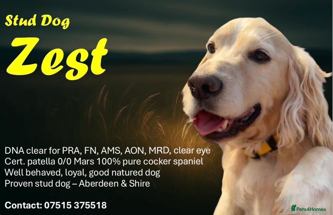 Cocker Spaniel dogs for stud: Zest available at stud - Advert 1