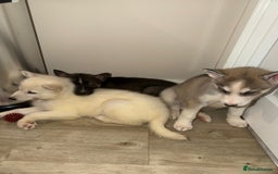 Siberian Husky dogs for sale: 3 x Siberian husky puppies  - Image 5