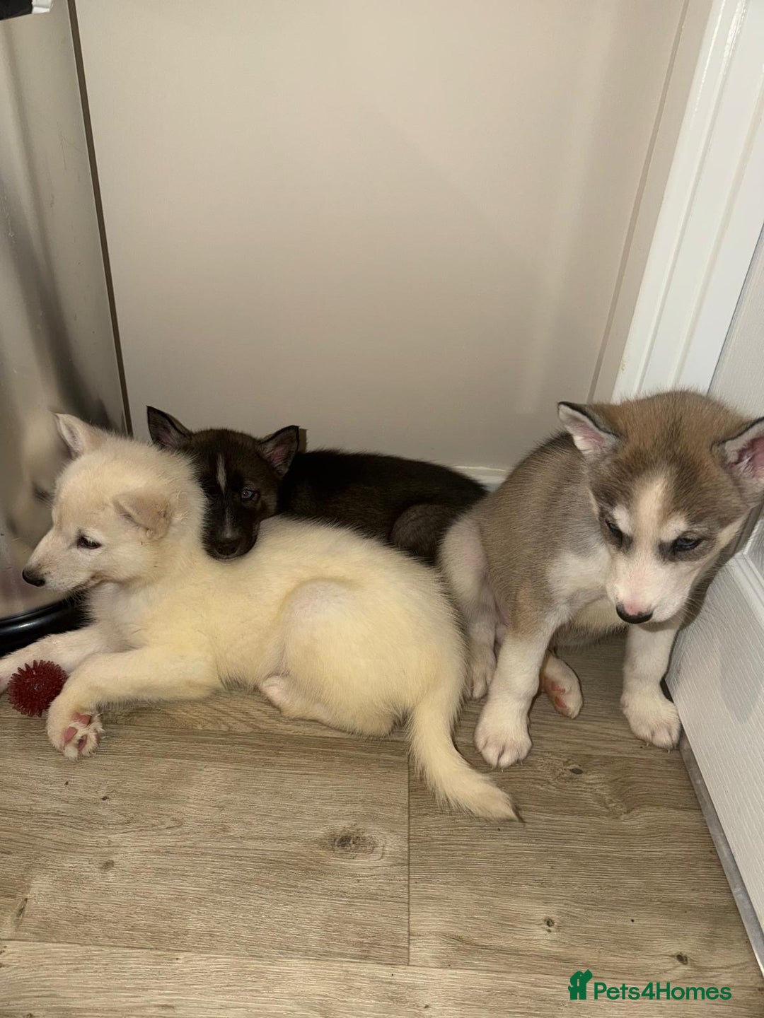 Siberian Husky dogs for sale: 3 x Siberian husky puppies  - Image 5