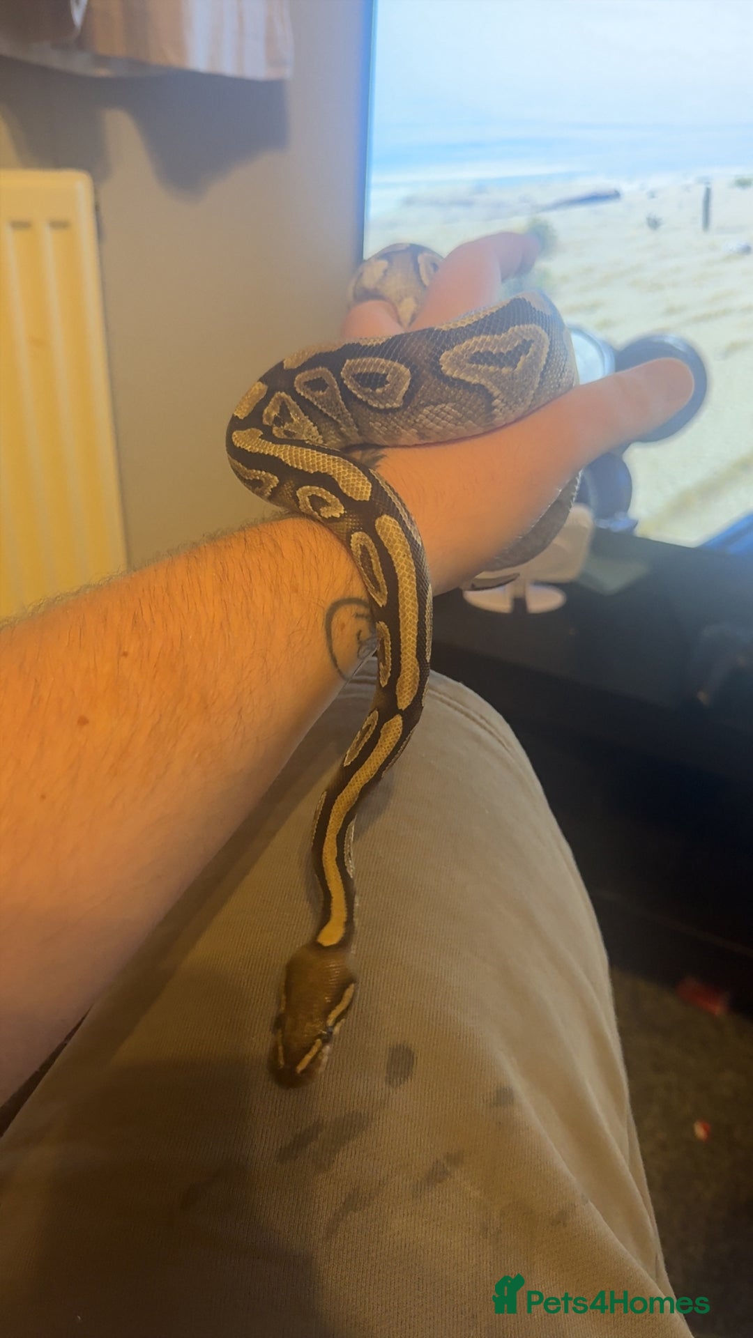 Python Snake reptiles for sale: Dottie the  ball python  - Advert 3