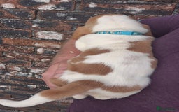 Basset Hound dogs for sale: KC BASSET HOUND PUPPIES, HEALTH TESTED PARENTS  - Image 11