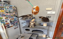 Mixed Breed cats for sale: Beautifully kittens ready for new home - Image 11