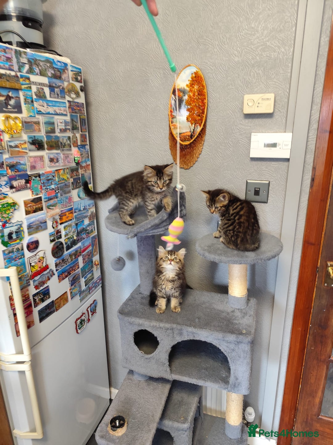 Mixed Breed cats for sale: Beautifully kittens ready for new home - Image 11