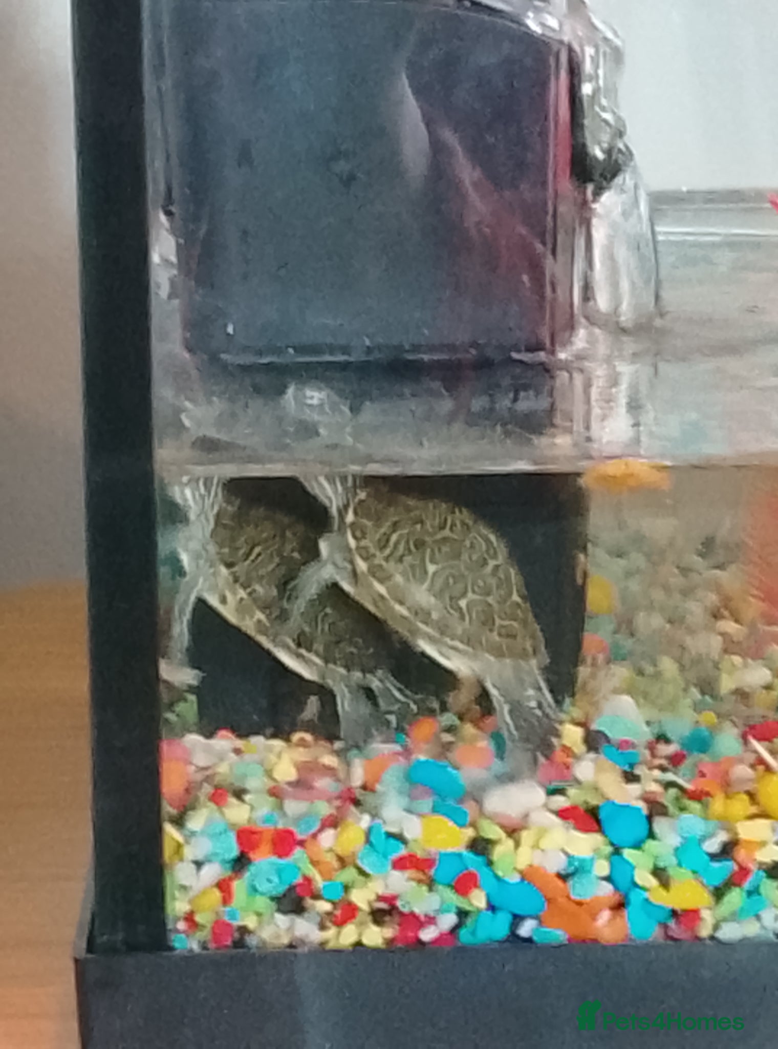 Terrapin reptiles 2 x California slider terrapins  - Advert 3