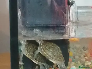 Terrapin reptiles 2 x California slider terrapins - Advert 3