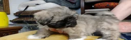 Lhasa Apso dogs for sale: 6 Lhasa Apso Puppies ready to leave now! - Advert 5