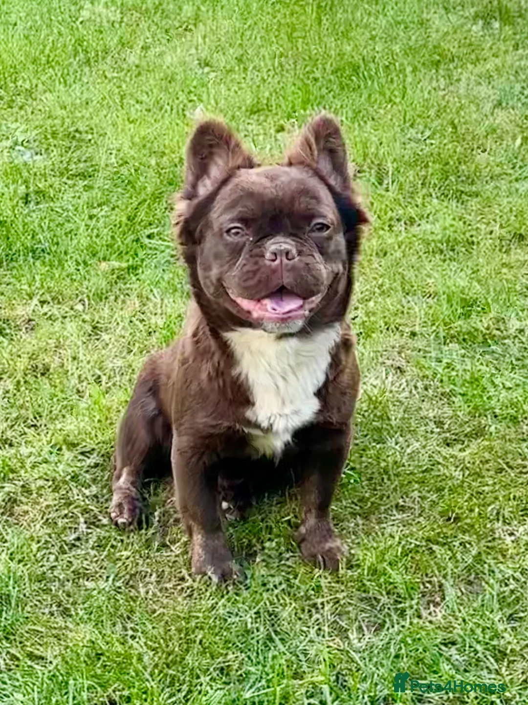 French Bulldog dogs for sale: Chocolate male full fluffy with C1 - Advert 2