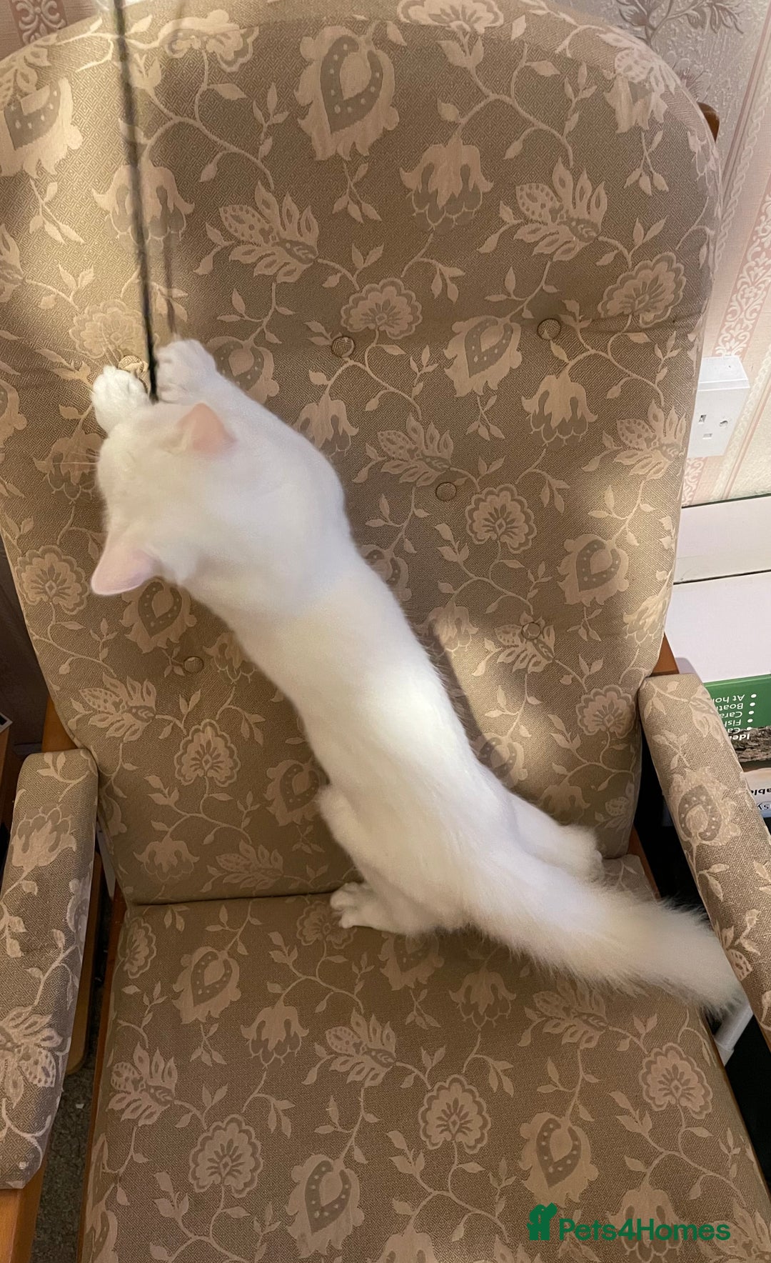 Siberian cats for sale: Siberian Male Kitten for Sale in London - Image 7