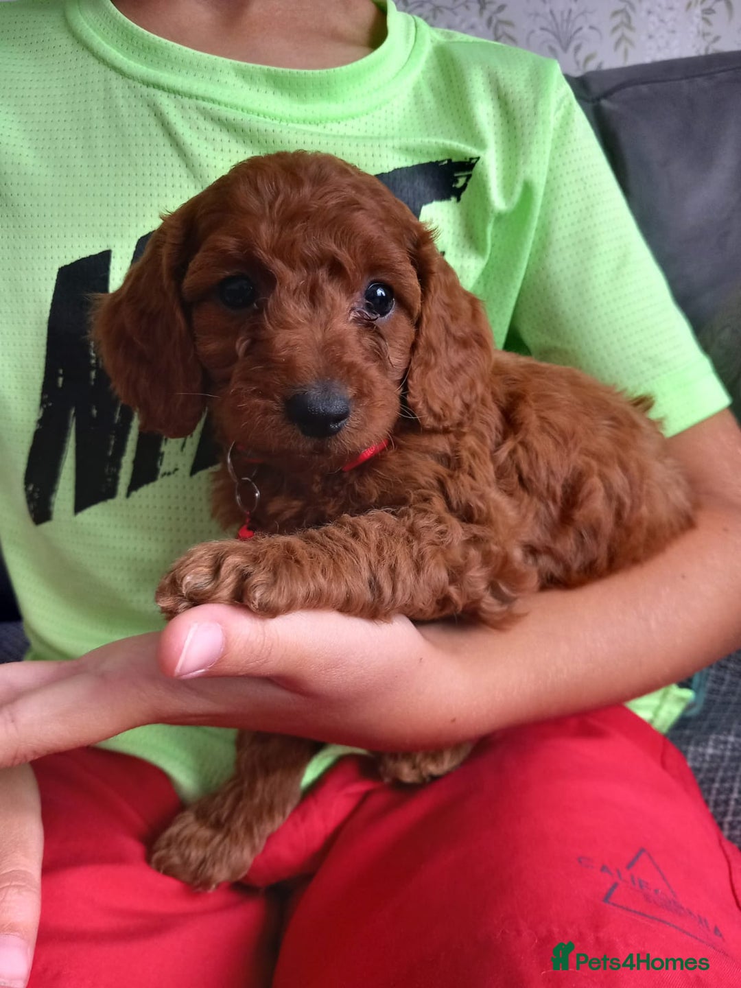Cockapoo dogs for sale: Red cockapoo puppies - Image 9