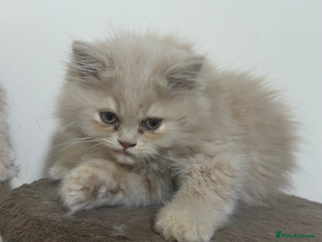 Persian cats for sale: Pedigree Persian female kittens for sale - Image 18