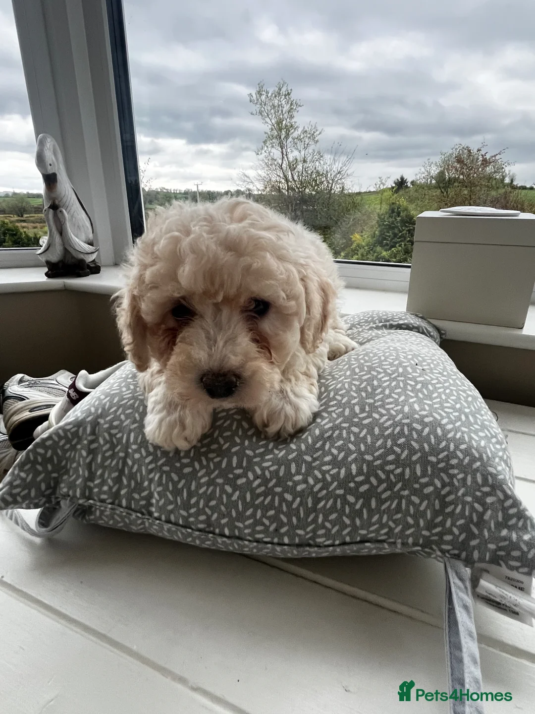 Cavapoo dogs for sale: Cavapoo  - Advert 3