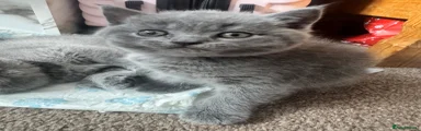 British Shorthair 1