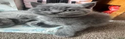 British Shorthair cats for sale: Such stunning silvers 🥰🥰🩶 - Advert 2