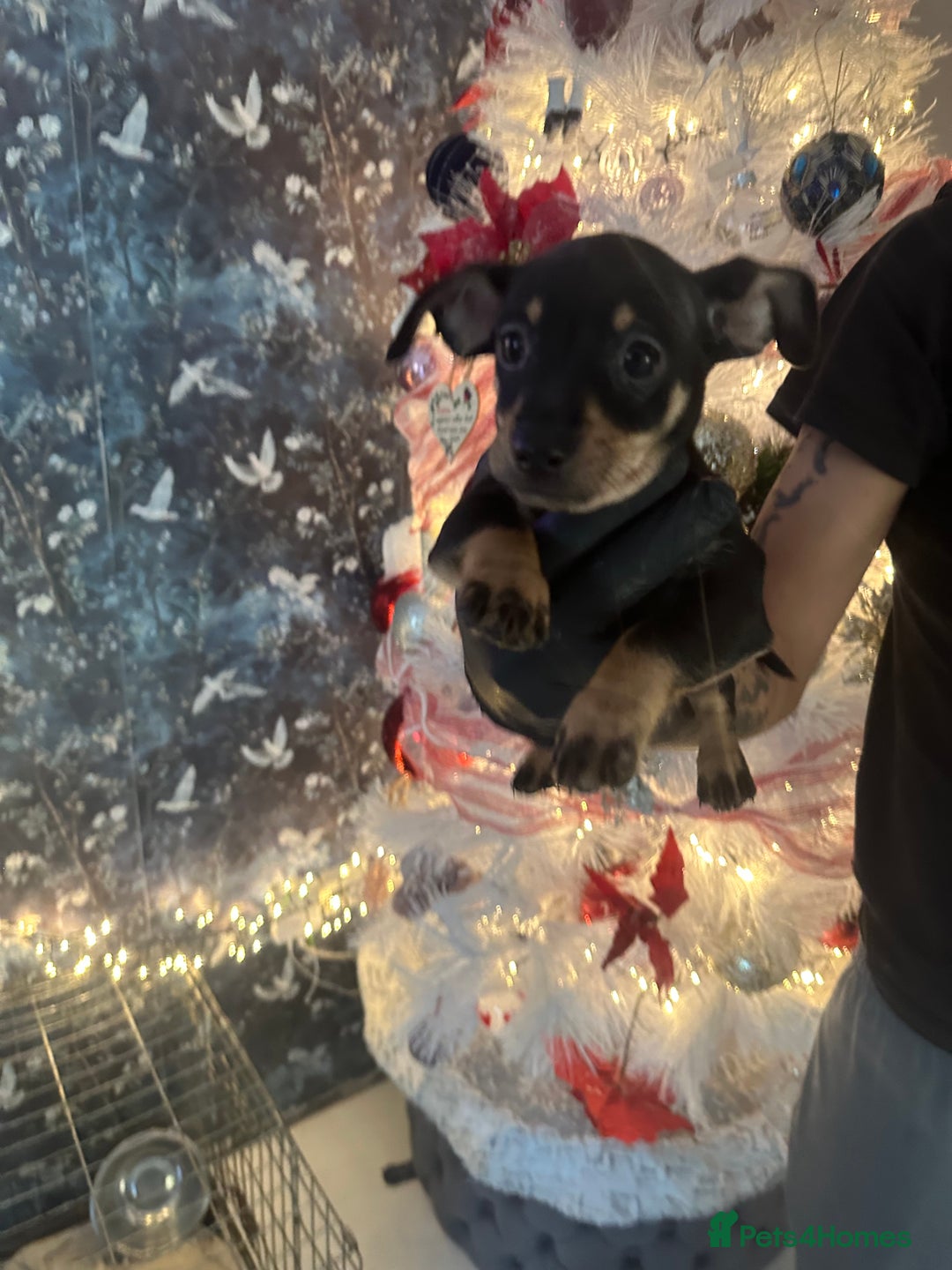 Mixed Breed dogs for sale: Chiwennie puppies  - Advert 9